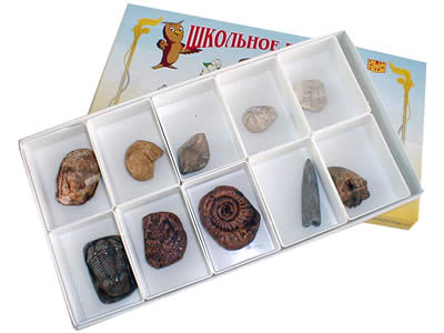 Коллекция Палеонтологическая (форма сохранности ископаемых растений и животных)