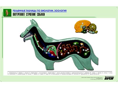 Рельефная таблица Внутреннее строение собаки (формат А1, матовое ламинир.)