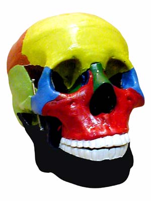 Модель Череп человека с раскрашенными костями
